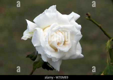Sydney, Australien, in der Nähe der weißen Rose Blume Stockfoto