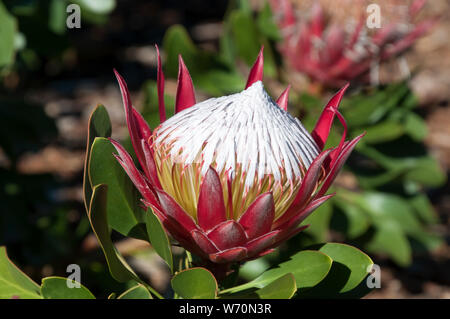 Sydney Australien, single flowerhead von Protea cynaroides kleine Prinz Stockfoto