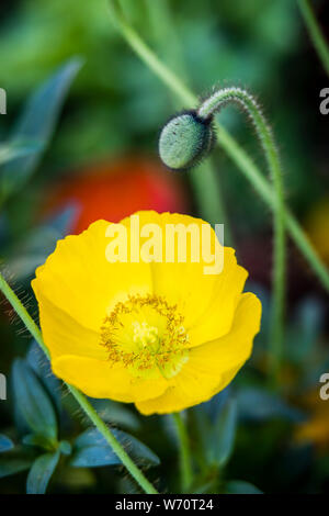 Gelbe Mohnblüte mit Knospe im Garten Stockfoto