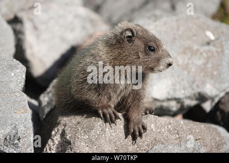 Baby graue Murmeltier (Marmota caligata) im Mount Rainier National Park, WA, USA; Juli 2019 Stockfoto