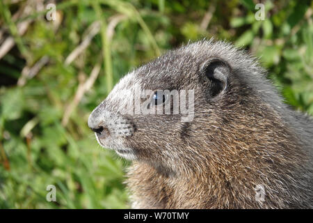 Junge graue Murmeltier (Marmota caligata) im Mount Rainier National Park, WA, USA; Juli 2019 Stockfoto