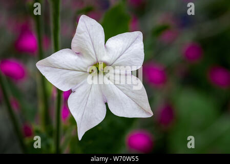 Eine Nahaufnahme von auch eine weisse Nicotiana Blume als blühende Tabakpflanze bekannt. Es ist gegen eine aus dunklen natürlichen Hintergrund Stockfoto