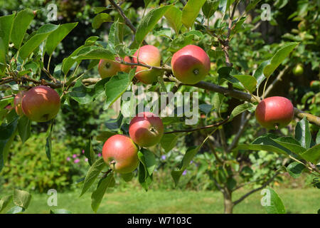 Apfel essen, Malus domestica Entdeckung Stockfoto