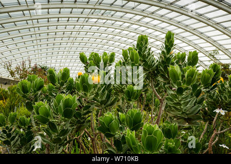 England, Wales, Carmarthenshire, Llanarthney, National Botanic Garden of Wales, der weltweit größte Nicht unterstützte Glasshouse Innenraum, Südafrika zone gelb p Stockfoto