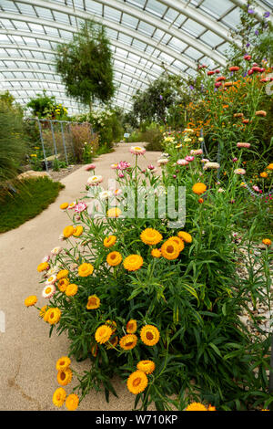 England, Wales, Carmarthenshire, Llanarthney, National Botanic Garden of Wales, der weltweit größte Nicht unterstützte Glasshouse Innenraum, Kanarische Inseln zone Gelb Stockfoto