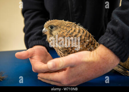 England, Wales, Carmarthenshire, Llanarthney, National Botanic Garden of Wales, Britische Raubvogel Centre, 4 Woche alt Turmfalke Falco tinnunculus Stockfoto