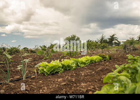 Gemüsegarten. Reihe von frischen Kopfsalat. Landwirtschaft Stockfoto