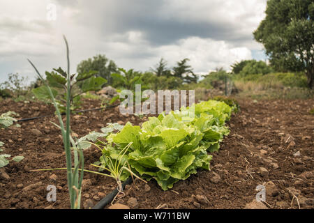 Gemüsegarten. Reihe von frischen Kopfsalat. Landwirtschaft Stockfoto
