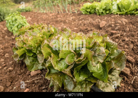 Reihe von frischen Kopfsalat in einem Gemüsegarten wächst. Landwirtschaft Stockfoto