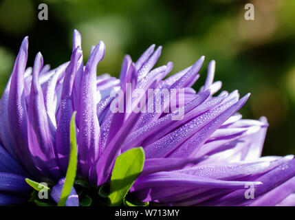 Schöne Blütenblätter violett Aster Blume Nahaufnahme, mit Tau Tropfen in den frühen Sommermorgen Stockfoto