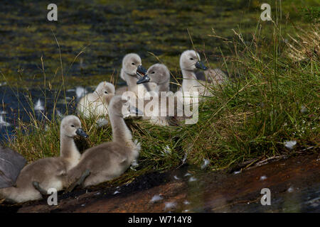 Viele süße Swan Kinder in einem Teich Stockfoto