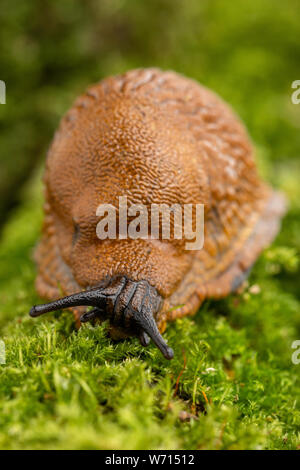 Erwachsene große rote Schnecke kriechen auf moosigen Ast Stockfoto