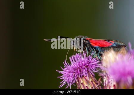 Schöner Schmetterling auf einer Blume und saugen Nektar Stockfoto