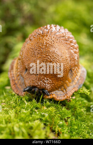 Erwachsene große rote Schnecke kriechen auf moosigen Ast Stockfoto