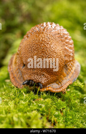 Erwachsene große rote Schnecke kriechen auf moosigen Ast Stockfoto