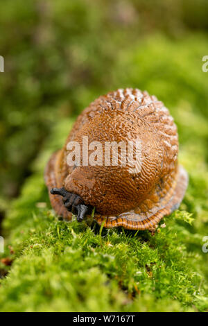 Erwachsene große rote Schnecke kriechen auf moosigen Ast Stockfoto