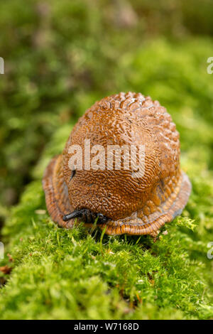 Erwachsene große rote Schnecke kriechen auf moosigen Ast Stockfoto