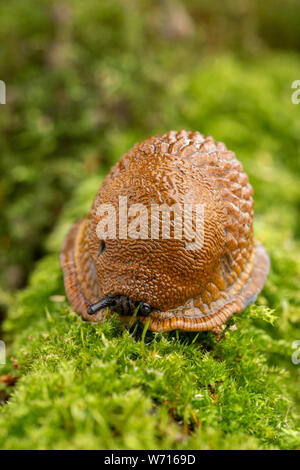 Erwachsene große rote Schnecke kriechen auf moosigen Ast Stockfoto