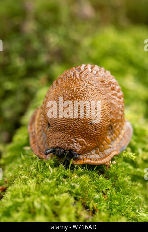 Erwachsene große rote Schnecke kriechen auf moosigen Ast Stockfoto