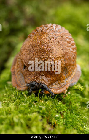 Erwachsene große rote Schnecke kriechen auf moosigen Ast Stockfoto