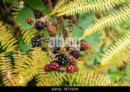 Wilden Brombeeren auf einem Busch. Leckeres Essen Stockfoto