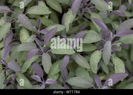 Purple Sage Laub Hintergrund mit grünen und lila Blätter Stockfoto