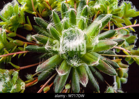 Spinnennetz, Hauswurz Sempervivum arachnoideum Stockfoto