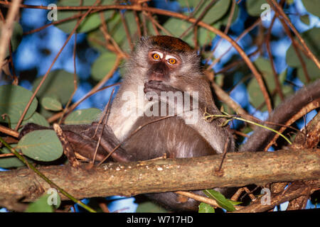 Macaque Affen, Macaca sp. Eine "alte Welt" Affenarten, Malaysia Stockfoto