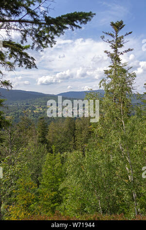 Wald in der Nähe von Bayerisch Eisenstein, Bayerischer Wald, Bayern, Deutschland Stockfoto