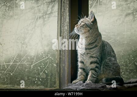 Cute tabby Katze sitzt auf der Fensterbank und Wegsehen. Stockfoto