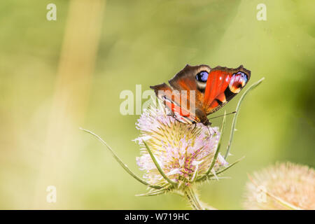 Schmetterling, Tagpfauenauge, hocken auf einer Distel Blume durch die in der Sonne, vom Ufer in der Landschaft Bedfordshire, Großbritannien. Stockfoto