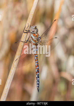 Libelle, Wanderarbeitnehmer Hawker, Aeshna mixta, sitzen auf einem Weizen Stammzellen in Großbritannien Landschaft Bedfordshire, Juli 2019 Stockfoto