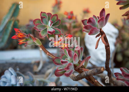 Echeveria pulvinata mit bunten Blumen Stockfoto