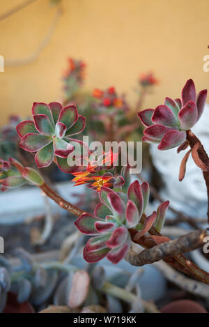 Echeveria pulvinata mit bunten Blumen Stockfoto