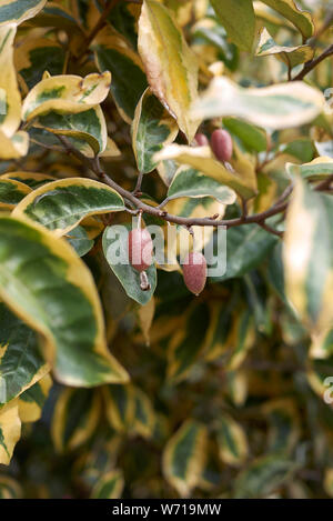Bunte Blätter der Elaeagnus pungens mit frischem Obst Stockfoto