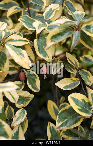 Bunte Blätter der Elaeagnus pungens mit frischem Obst Stockfoto