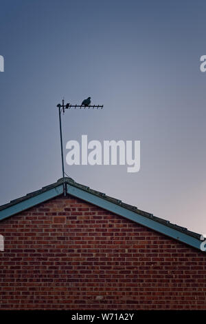 Taube hocken auf Fernsehen Antenne auf dem Dach eines roten Backsteinhaus fest, gegen ein Abendhimmel. Stockfoto