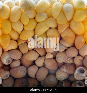 Kleine staubige braune und gelbe Seashells in einem Glas Vase. Stockfoto