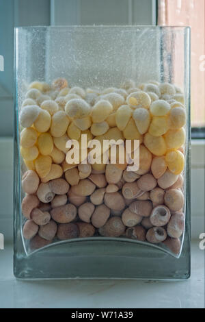 Staubige rechteckige Glas Vase mit kleinen braunen und gelben Muscheln gefüllt und sitzt auf einem Badezimmer Fensterbank. Stockfoto