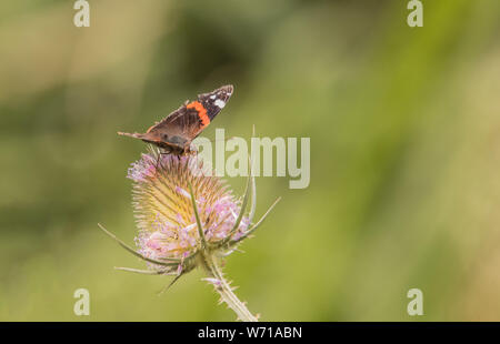 Red Admiral, Schmetterling, in der Sonne gelegen, Sommer 2019, Bedfordshire, Großbritannien Stockfoto