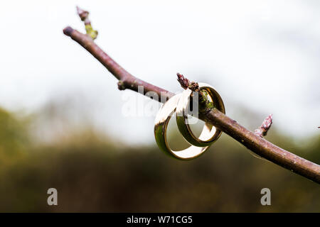 2 Hochzeit Bands auf einem Zweig der Baum vor der Zeremonie angezeigt. Das sind keine Blätter und der Hintergrund ist in Bokeh Stockfoto