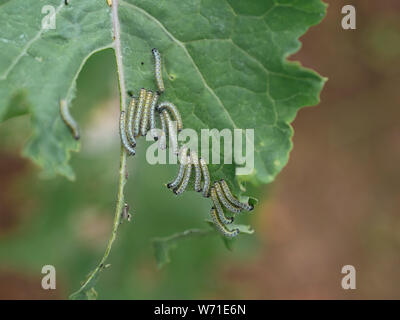 Kohl weiß (Pieris brassicae) Raupen auf einem kale Blatt. Stockfoto