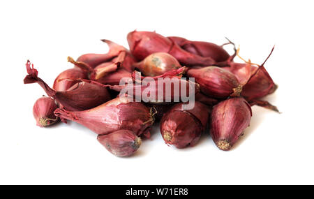 Viele kleine Zwiebel Wurzeln für Einpflanzen bereit Stockfoto