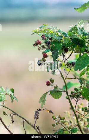 Wilden Brombeeren Reifen auf einem Dornbusch Anlage Stockfoto