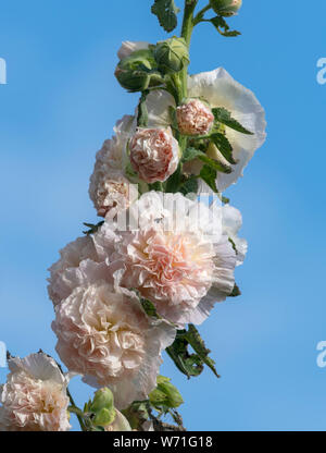 Rosa Doppelzimmer Malve Blume fotografiert gegen einen strahlend blauen Himmel Stockfoto