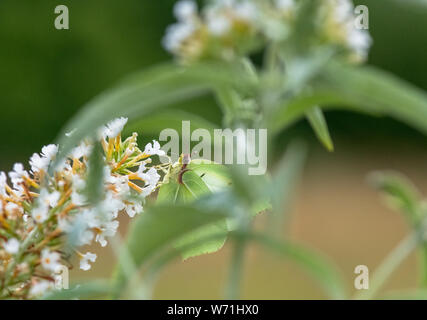 Die Kleinen Weißen' Pieris rapae', die aus einem sommerflieder Anlage. Stockfoto