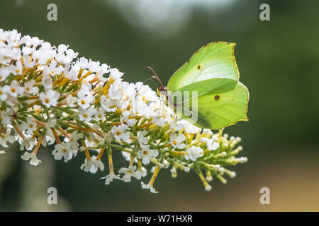 Die Kleinen Weißen' Pieris rapae', die aus einem sommerflieder Anlage. Stockfoto