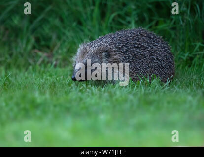 Ein Igel (Erinaceus europaeus) Nahrungssuche am späten Abend in einem Warwickshire Garten Stockfoto