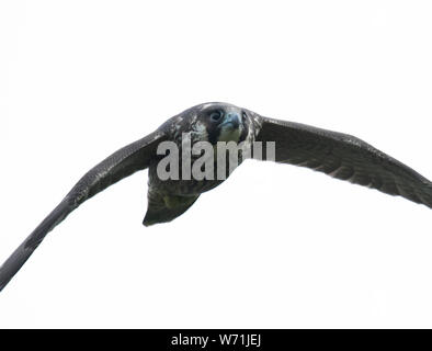 Ein jugendlicher WANDERFALKE (FALCO PEREGRINUS) perfektionieren Sie fliegt Fähigkeiten, Avon Gorge, Bristol Stockfoto