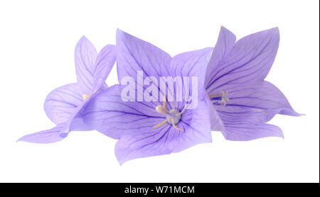 Drei Platycodon grandiflorus Blumen auf weißem Hintergrund Stockfoto